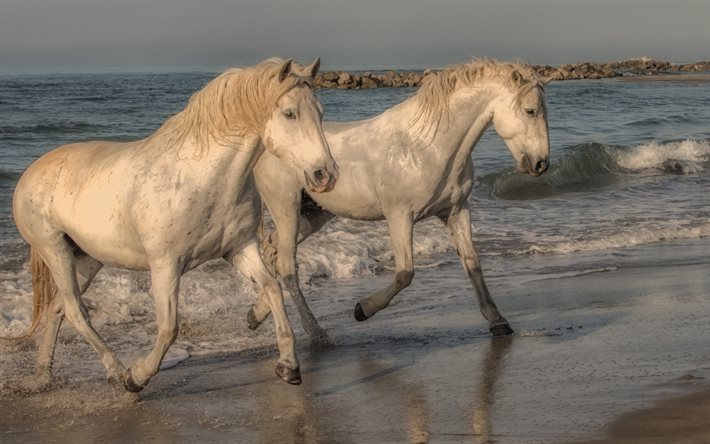 cavalo de camargue, cavalos brancos, costa, mar, par de cavalos, camargue, cavalos, frança