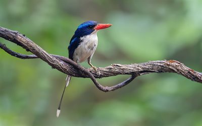 kingfisher, yaban hayatı, egzotik kuşlar, bokeh, alcedinidae, daldaki kuş, mavi kuşlar, kuşlu resimler