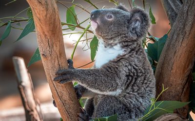 koala, cute animals, eucalyptus, bokeh, Phascolarctos cinereus, koala on branch, wildlife