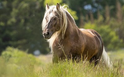 alanında at, yaz, kahverengi at, yaban hayatı, alan, atlar, güzel at