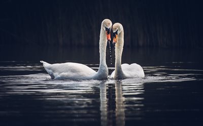 pair of swans, pond, love concepts, beautiful birds, Cygnus, two swans, pictures with swans, wildlife, swans
