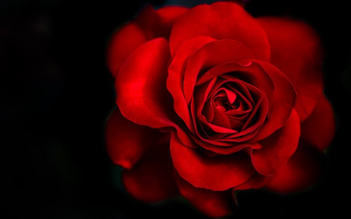 rosa rossa, 5k, close-up, sfondo nero