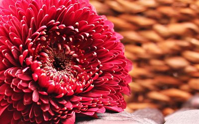 gerbera, 4k, 분홍색 꽃, bud, close-up