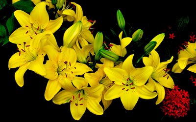 リリィ, 花, 黄色, lilium