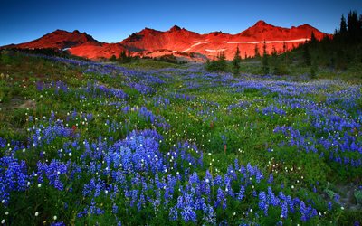 meadows, mountains, sunset, alps, landscape, lupines