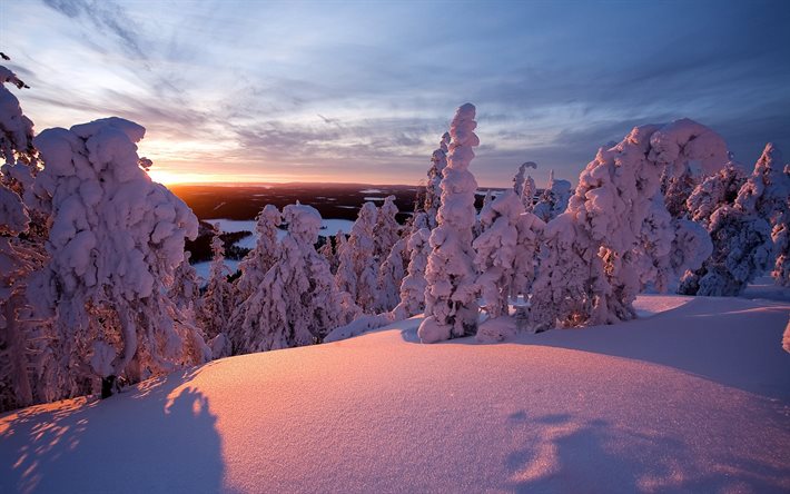 laponya, Finlandiya, kış, Gün batımı, ağaçlar, manzara, lapland