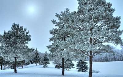 pine, park, the slope, winter, snow