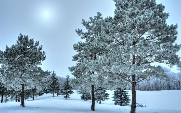 le pin, le parc, la pente, l'hiver, la neige