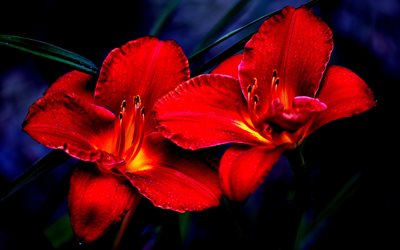 lily, las flores, el rojo, el lilium