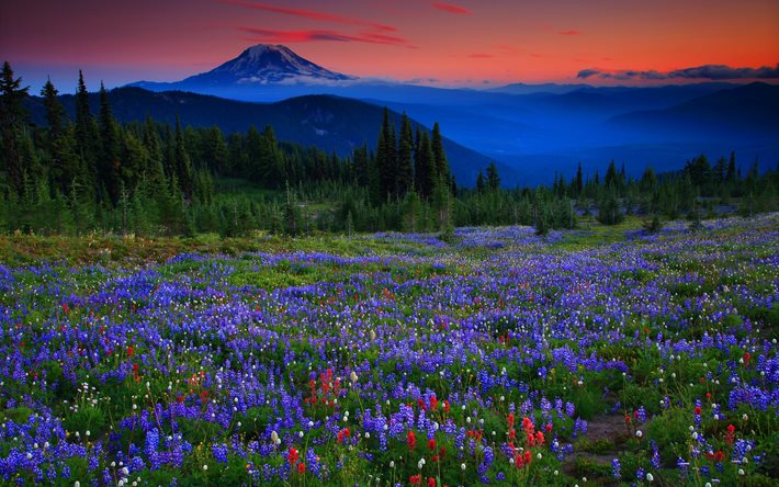 meadows, mountains, sunset, alps, landscape, lupines