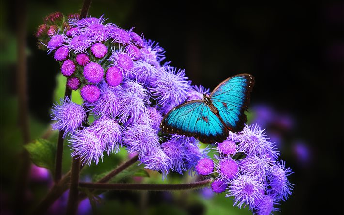 flowers, butterfly, macro