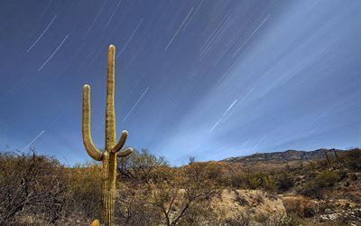 arizona, usa, saguaro, parco nazionale, cactus a tucson, deserto, di notte, in arizona
