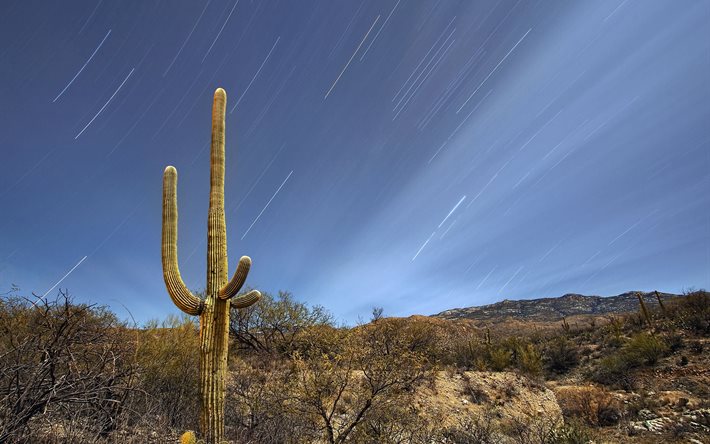 arizona, ABD, saguaro ulusal park, kaktüsler, tucson, çöl, gece