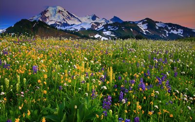 les fleurs sauvages, les alpenglow, washington