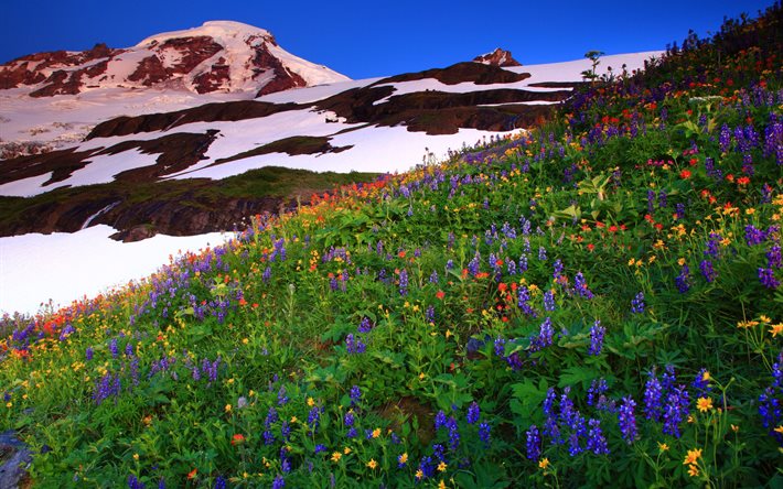 flowers, the slope, alps