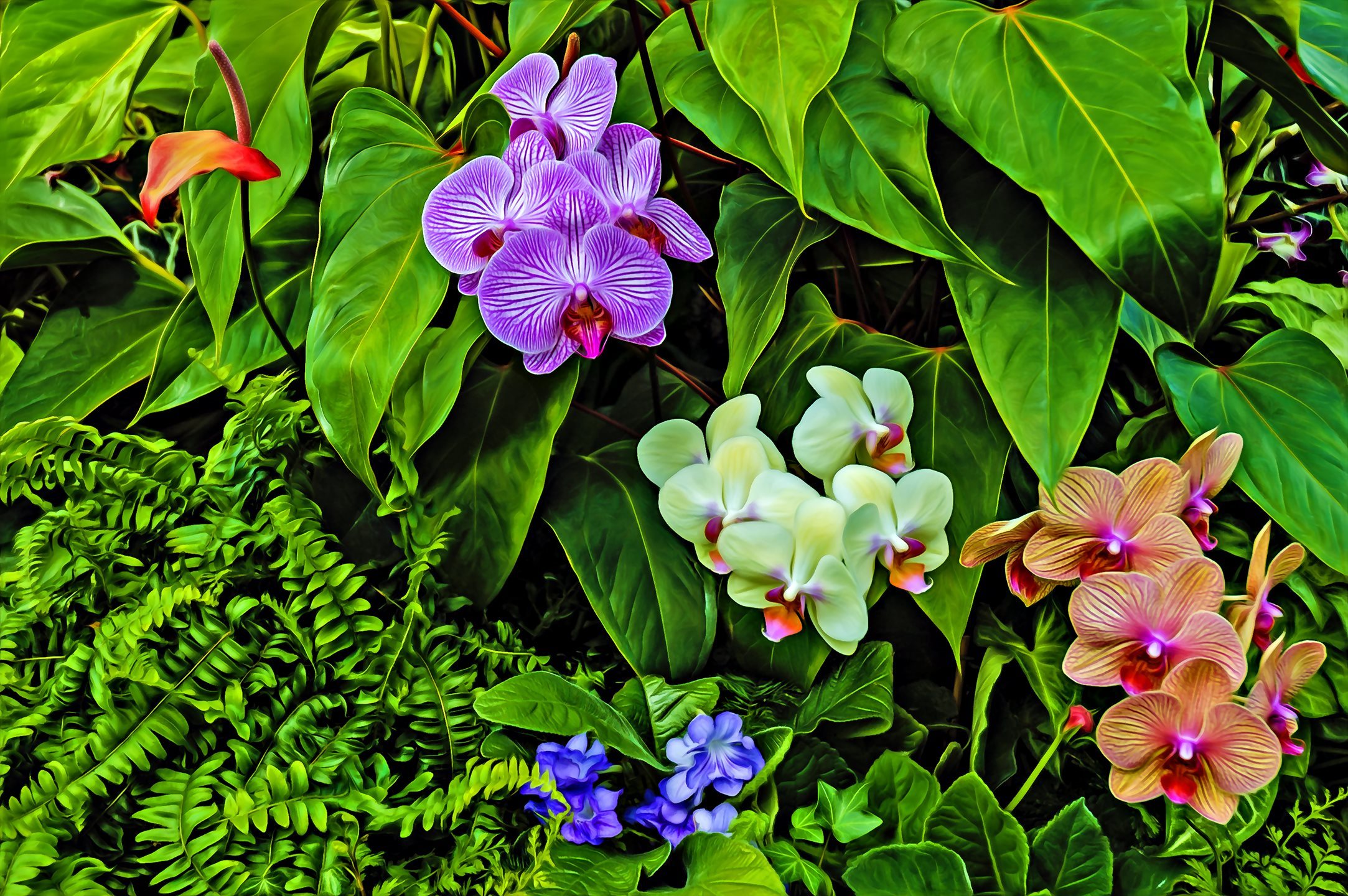 Herunterladen Hintergrundbild Kalifornien San Francisco Ca Orchidee Orchideen Farben Usa Mit Einer Auflosung Zu Uberwachen 2166x1440 Bilder Auf Dem Desktop