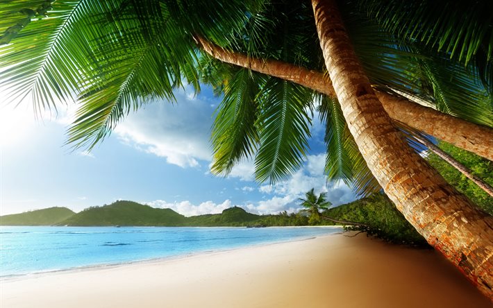 paraíso, verão, praia, costa, trópicos, mar, oceano, palmeiras