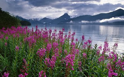 fiori, riva, lago, parco nazionale di kenai fiordi, alaska, usa