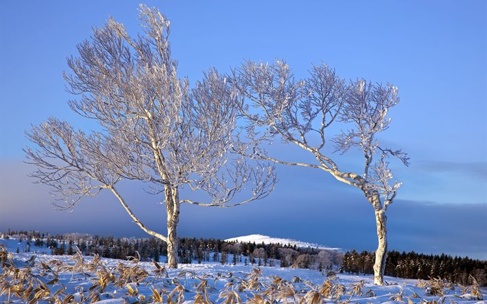 winter, bäume, feld, landschaft