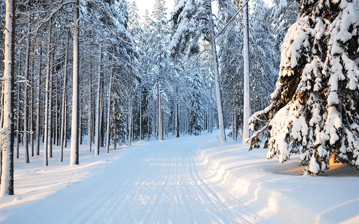carretera, invierno, bosque, árboles, paisaje