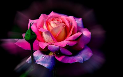 rosa, fiore, flora