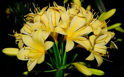 lily, flowers, flora
