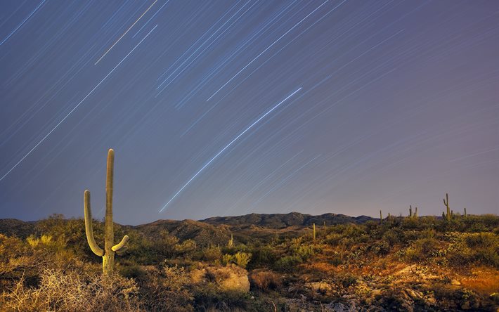 saguaro national park, arizona, cactus, usa, deserto, tucson