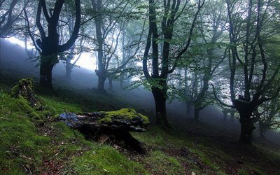la pendiente, los árboles, el musgo, bosque, niebla