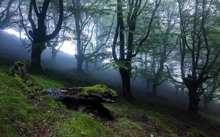the slope, trees, moss, forest, fog