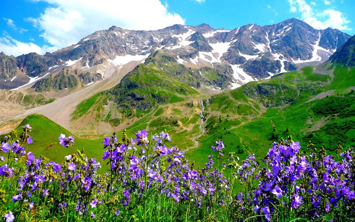 flowers, alps, mountains, landscape