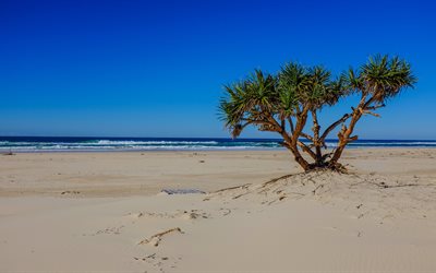 la plage de palma, mer, paysage