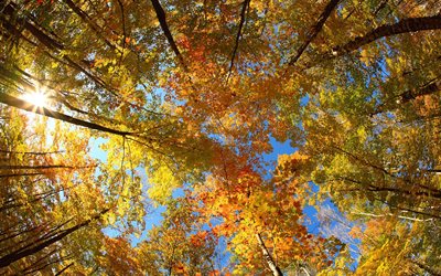 árvores, coroa, outono, natureza