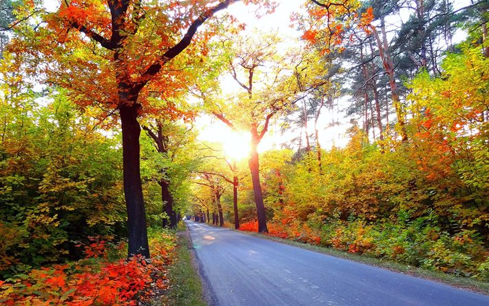 trees, road, autumn, landscape