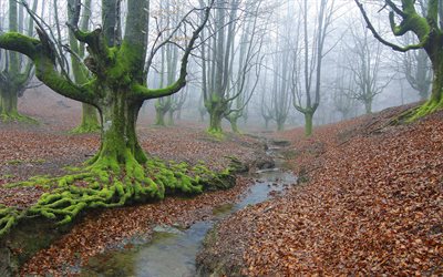 forest, trees, fog, stream, moss, foliage, autumn