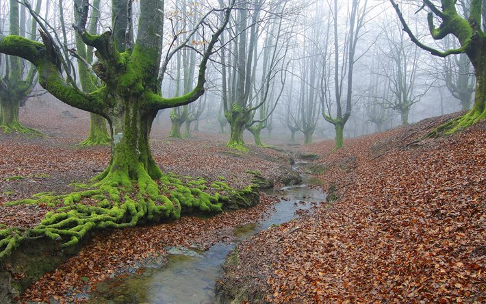 foresta, alberi, nebbia, stream, muschio, foglie, autunno