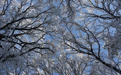 inverno, árvores, natureza, coroa