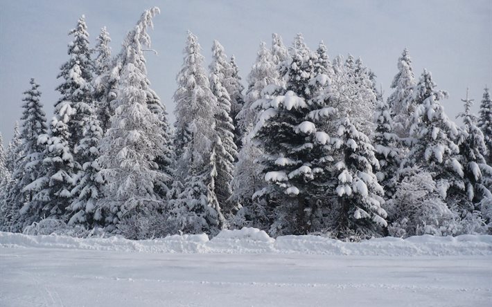 invierno, nieve, árboles, paisaje