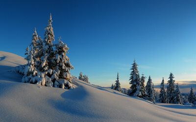 in inverno, gli alberi, i cumuli di neve