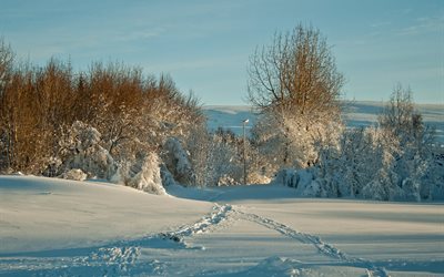 in inverno, gli alberi, le tracce, neve, paesaggio