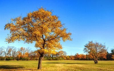 los árboles, en el parque, otoño, paisaje