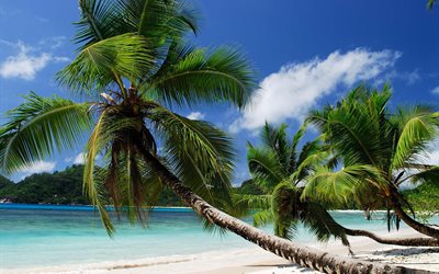 sahil, palmiye ağaçları, deniz, tropics, tropikal, palmiye, yaz, okyanus, plaj
