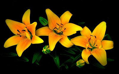 flora, flowers, lily, black background