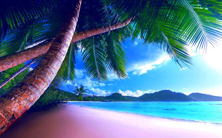 paradis, sommar, hav, palmer, tropikerna