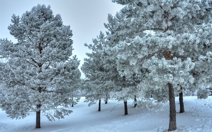 bosque de pino, invierno, nieve