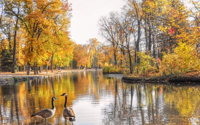 los gansos, los árboles, el parque, el lago, otoño, paisaje