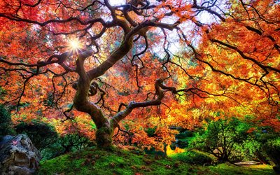 الطبيعة, الحديقة اليابانية, شجرة, بورتلاند, أو, الولايات المتحدة الأمريكية