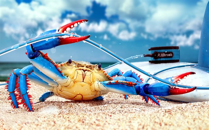 cable, blue crab, sand, crab, 3d art