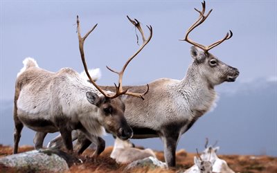 cairngorms, reindeer, national park
