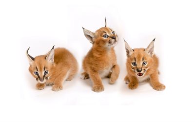 caracals, 살쾡이는 대초원, 야생 고양이, 새끼 고양이, 새끼, 아, trio