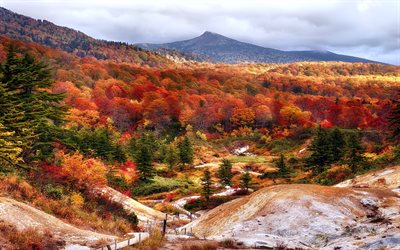 en japón, la prefectura de akita, montañas, shirakami, otoño, bosque de hayas